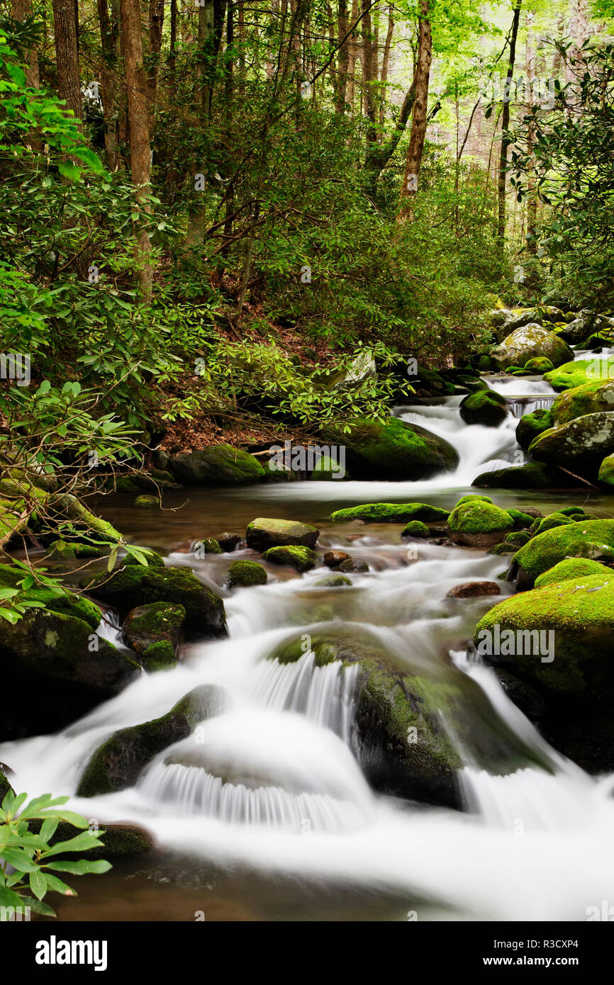 USA, Tennessee, Great Smoky Mountains National Park. Roaring Fork creek cascade. Credit as: Dennis Flaherty / Jaynes Gallery / DanitaDelimont.com Stock Photo