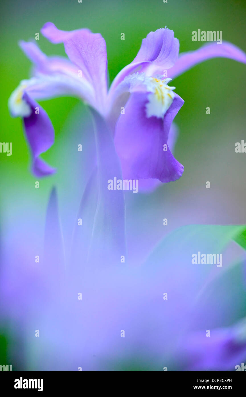 Great Smoky Mountains National Park, Tennessee, Springtime blooming ...