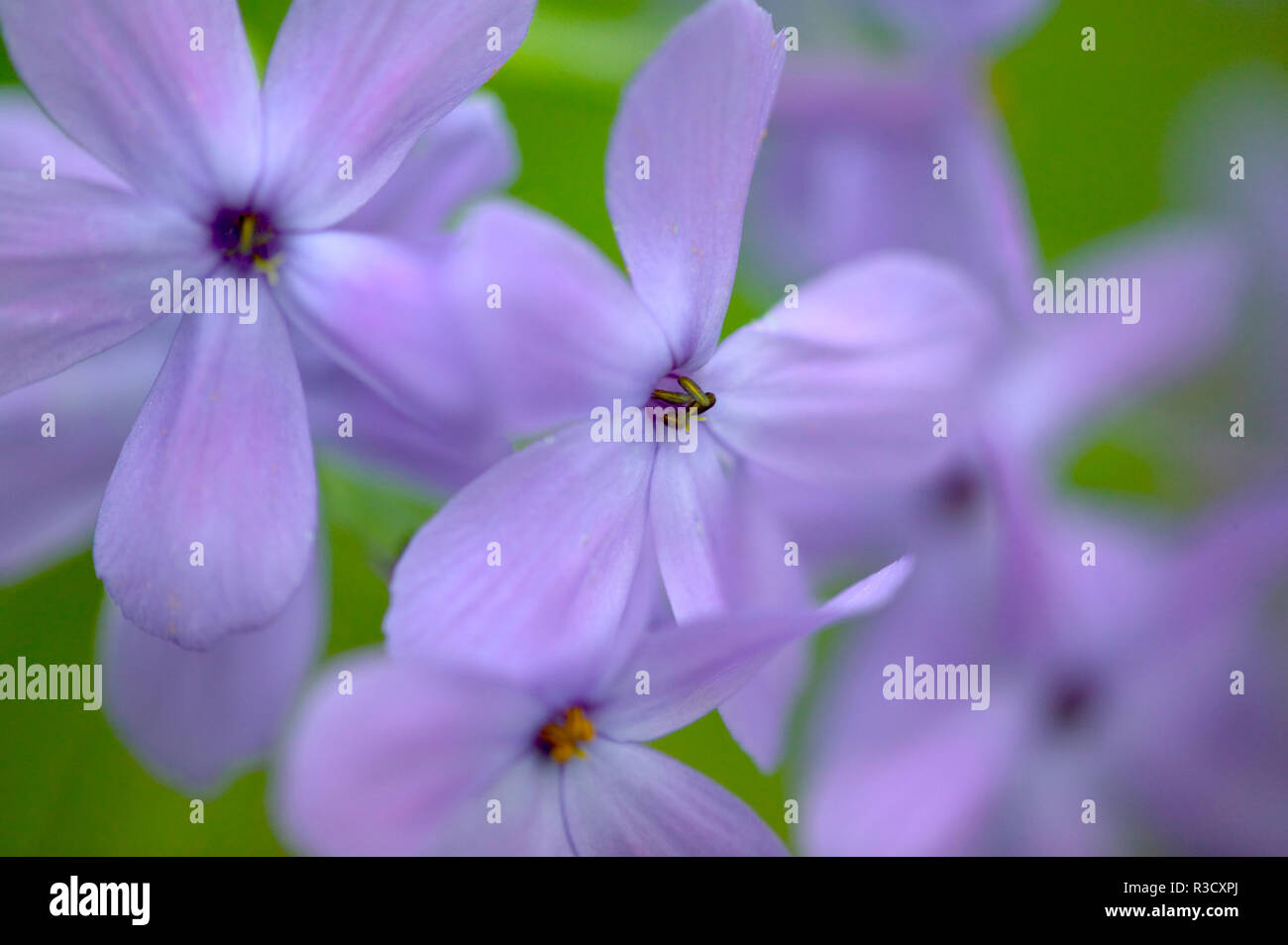Great Smoky Mountains National Park, Tennessee, Springtime blooming ...