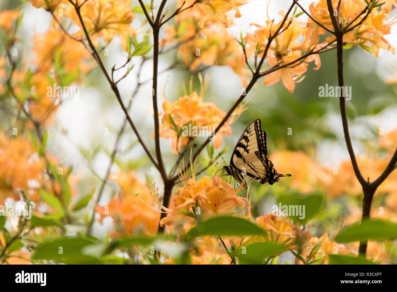 USA, Tennessee, Great Smoky Mountains National Park Tiger Swallowtail butterfly (Papilio appalachiensis) on Flame Azalea (Rhododendron calendulaceum) Stock Photo