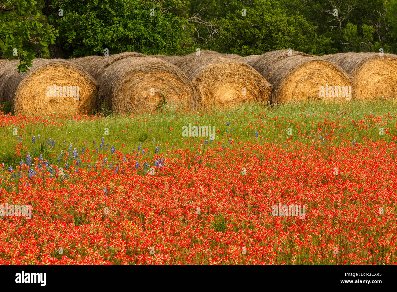 Hay bales and red Texas paintbrush flowers, Texas hill country near Marble Falls, Llano, Texas Stock Photo