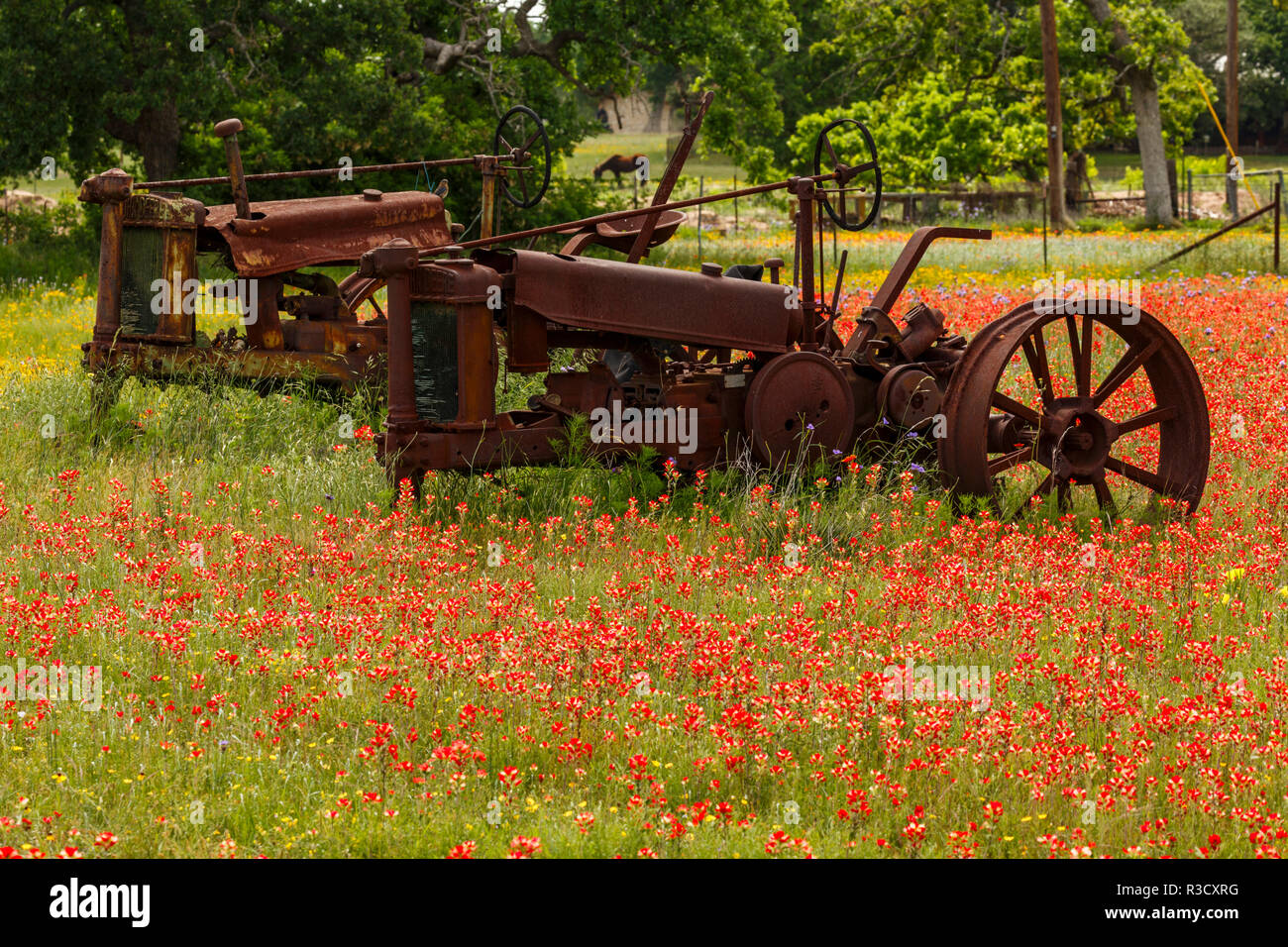 Antique tractors in field of red paintbrush flowers, hill country, near Llano, Texas Stock Photo