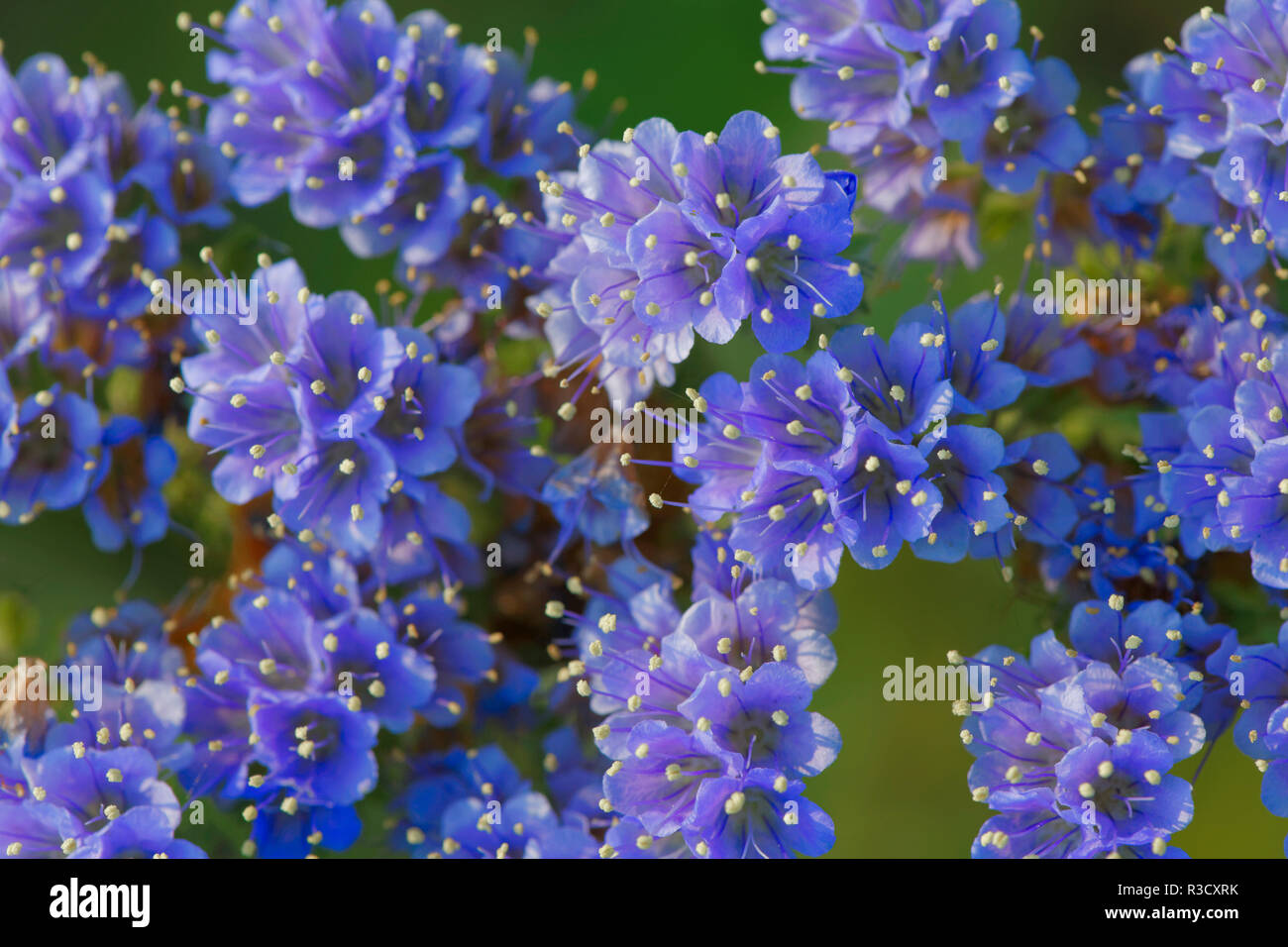 Blue Curl flowers, Phacelia congesta, Texas hill country, Texas Stock Photo