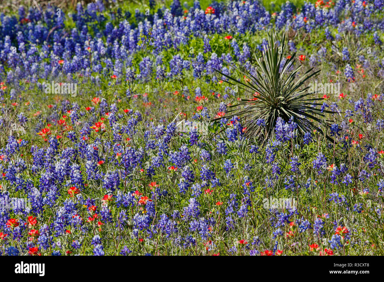 Wildflower, Texas Hill country along the roadside near Llano, Texas
