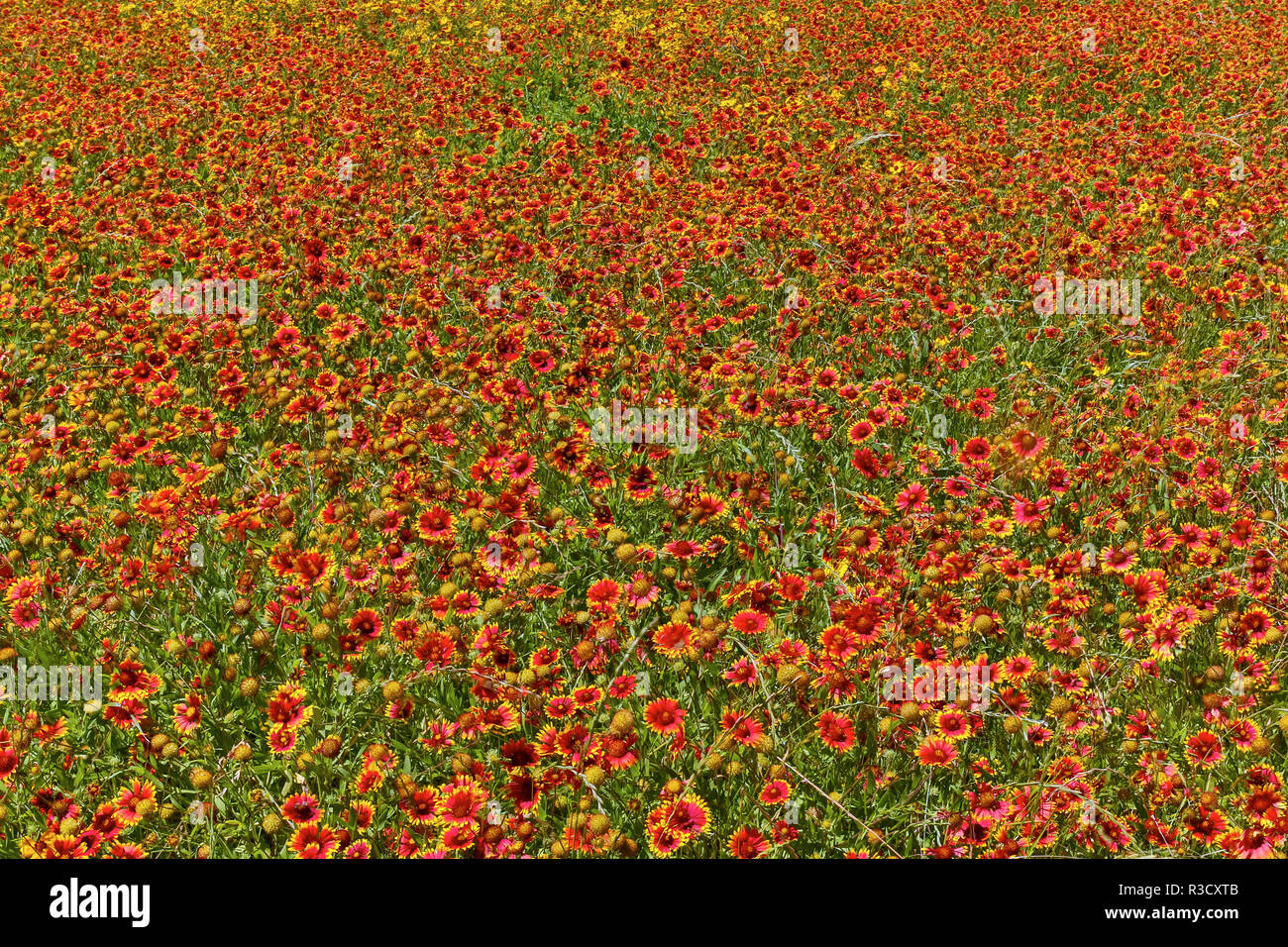 Indian Blanket Flower in mass planting and bloom at entrance to town of Fredericksburg, Texas Stock Photo