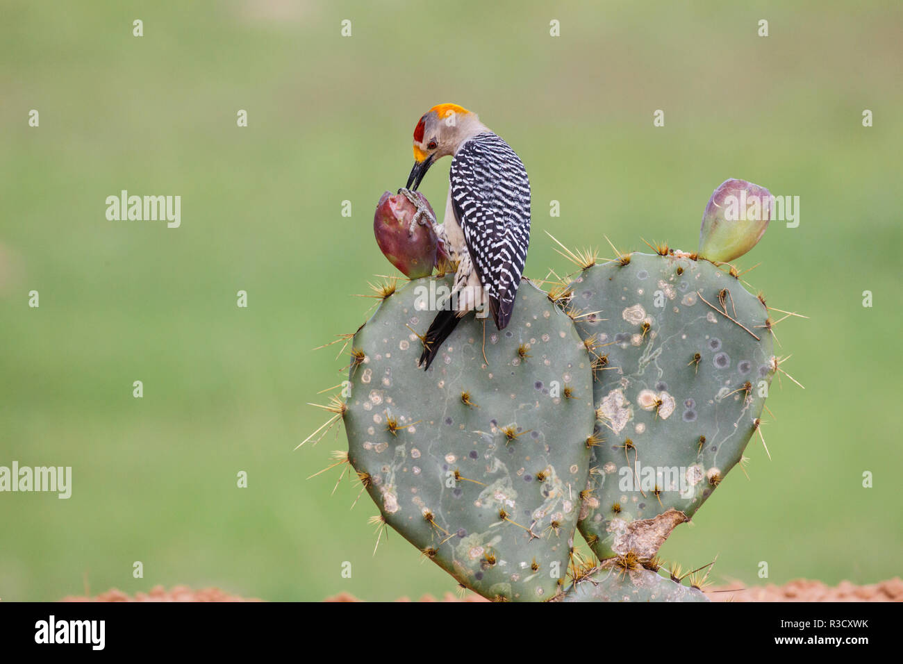 Golden-fronted Woodpecker (Melanerpes aurifrons) feeding on prickly pear cactus fruit. Stock Photo