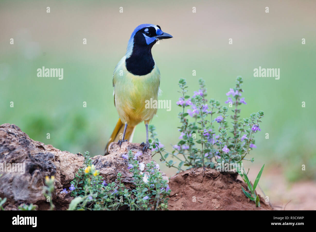 Green Jay (Cyanocorax Yncas) perched in wildflowers Stock Photo