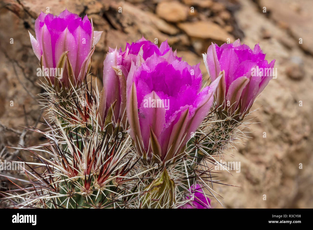 Engelmann's Hedgehog cactus in full bloom near Virgin, Utah, USA Stock Photo