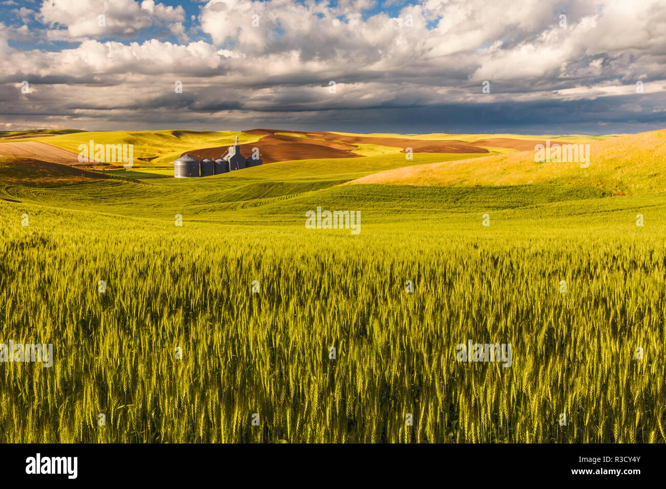 Contoured rolling hills of wheat and grain silos, Palouse region of Eastern Washington State. Stock Photo