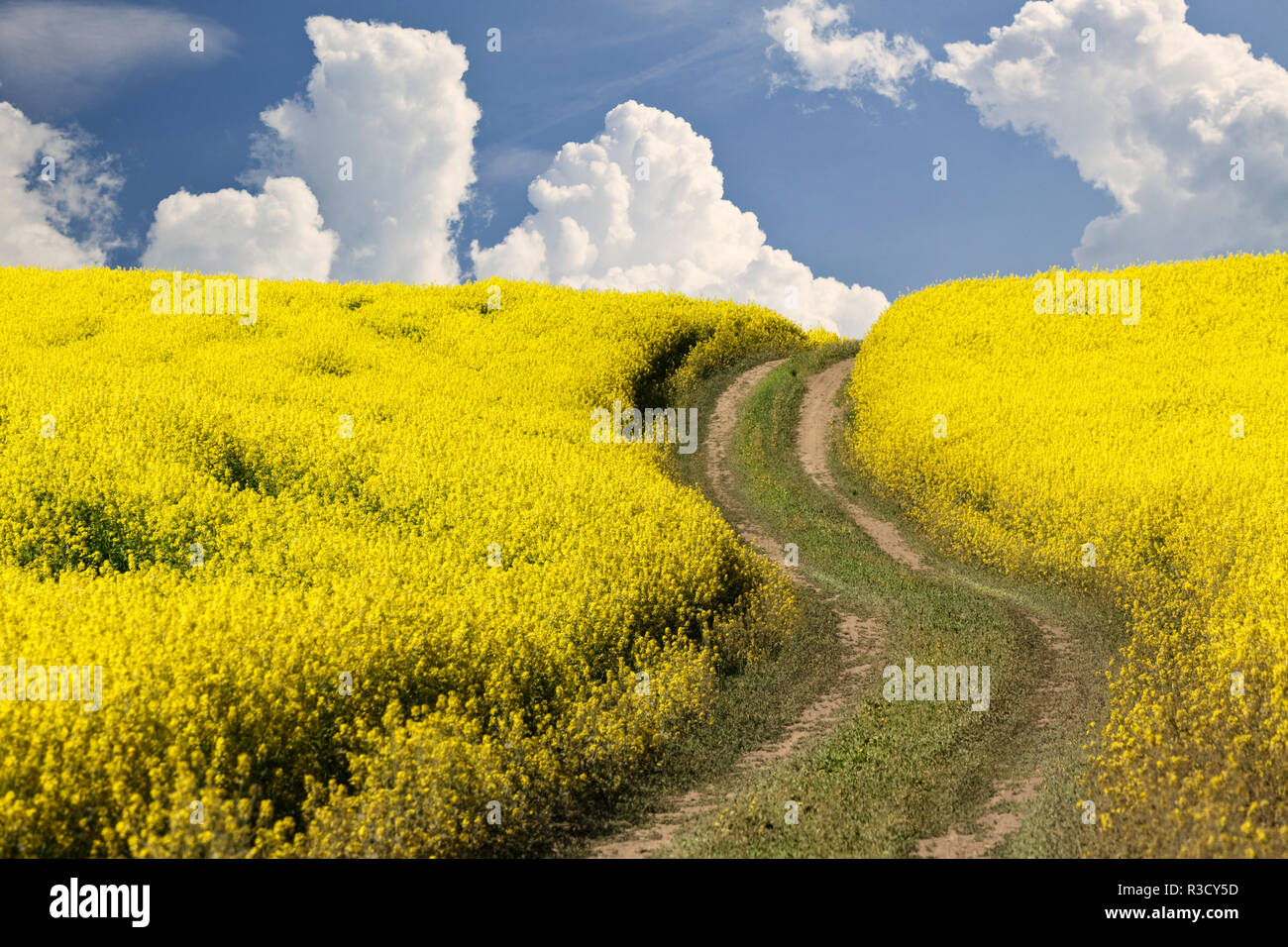 Rural road through field of yellow canola, Palouse farming region of