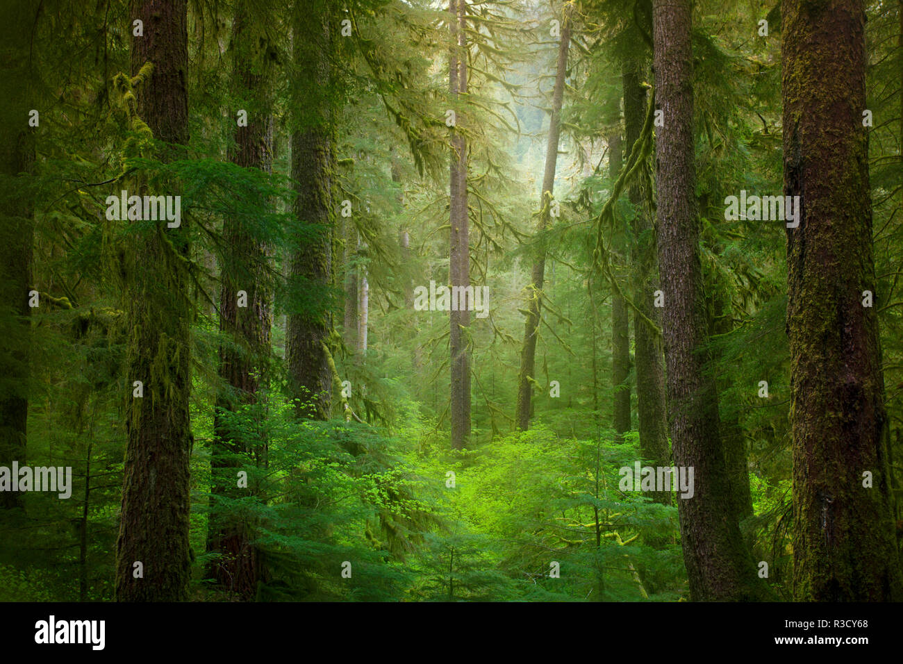 USA, WA, Olympic National Park. Western hemlock tree forest Stock Photo ...