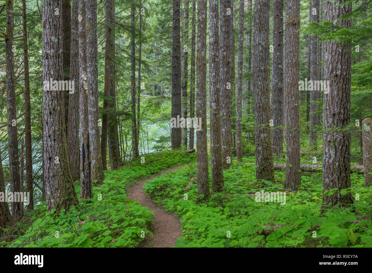 Gifford pinchot national forest hires stock photography and images Alamy