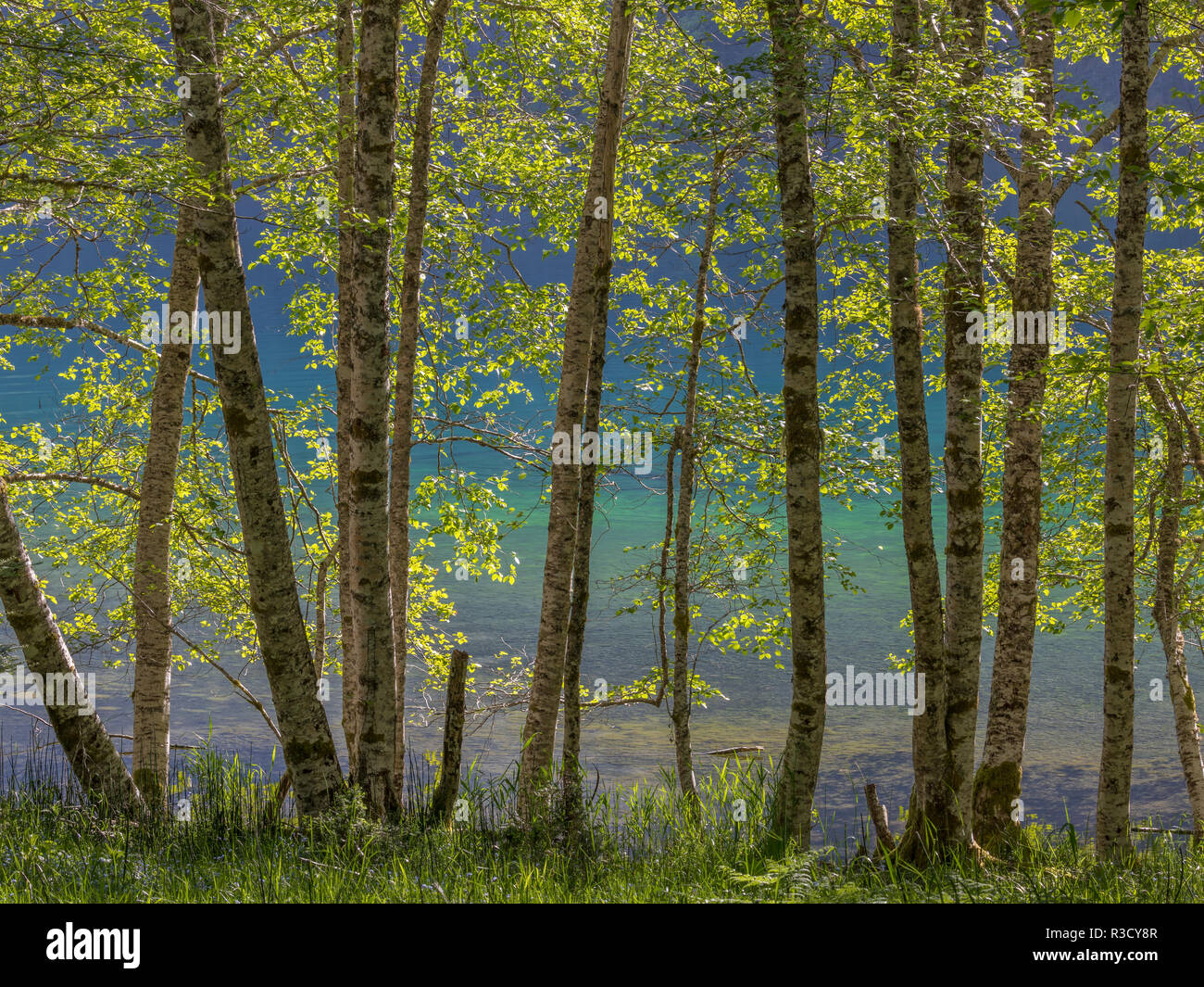 Usa Wa Olympic National Park Alder Trees On Lake Shore Stock Photo Alamy