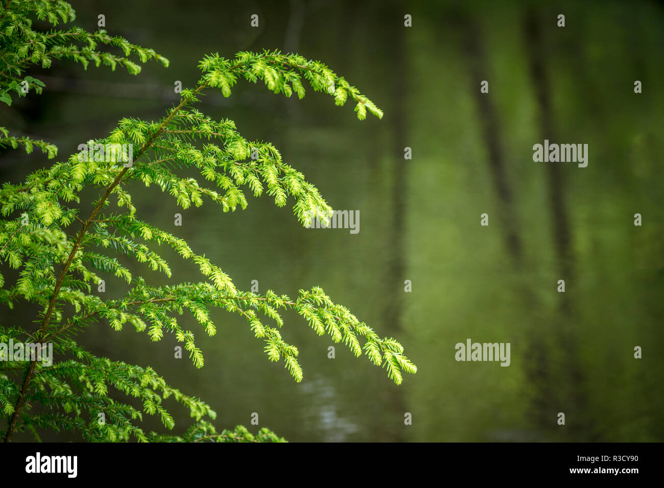 Willapa national wildlife refuge hires stock photography and images