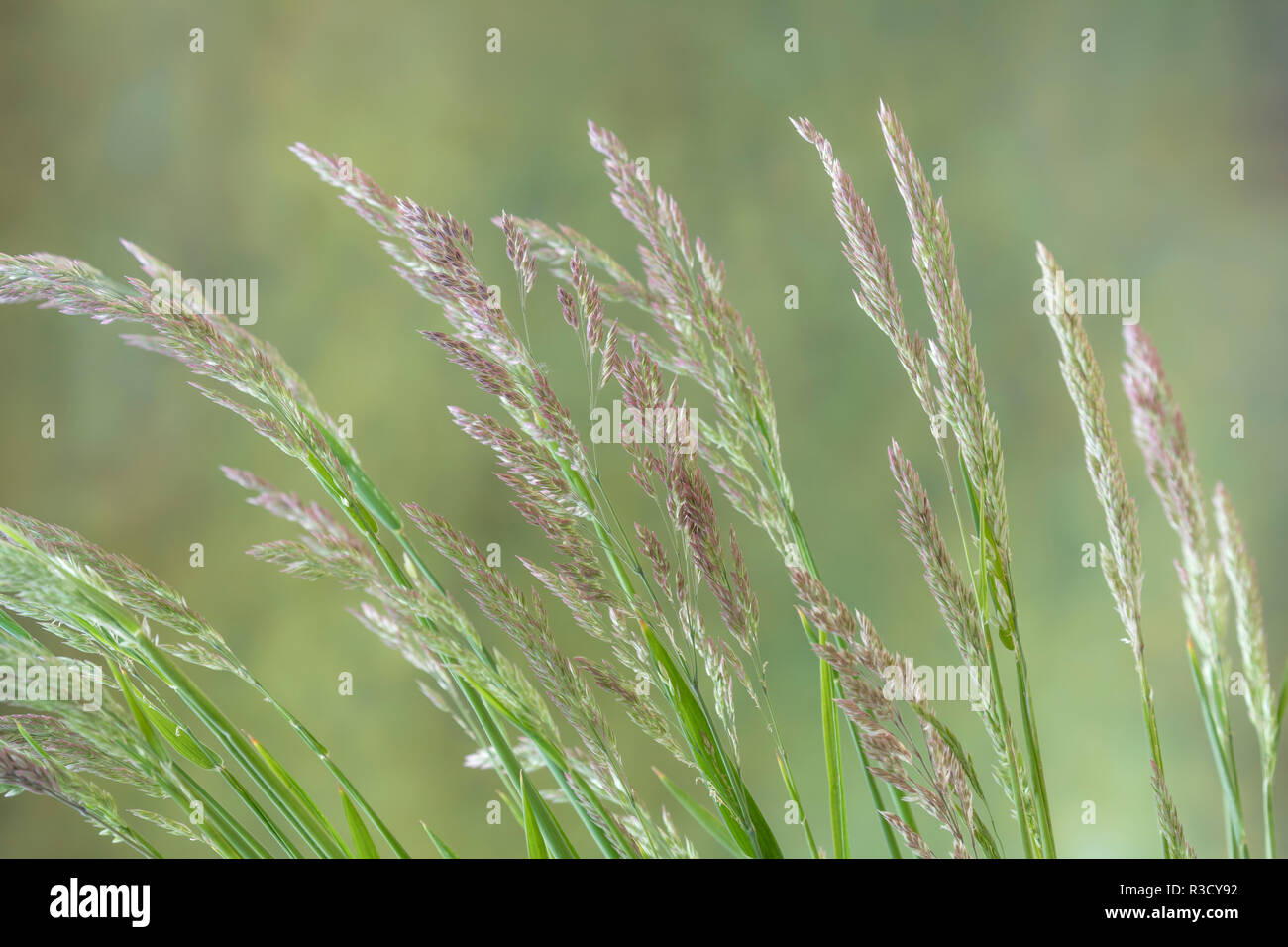 Velvet grass hires stock photography and images Alamy