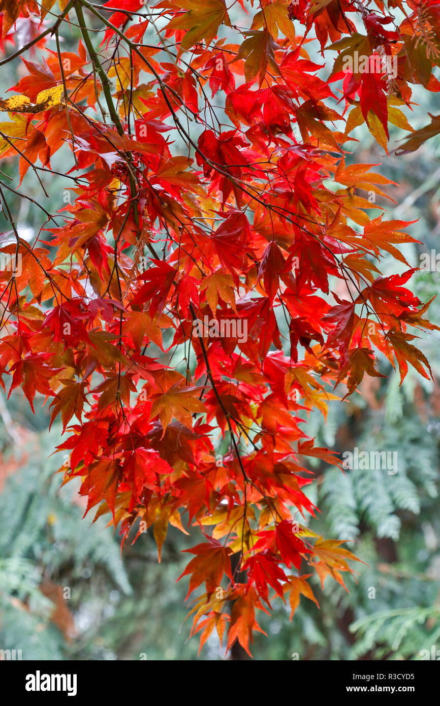 View from beneath red leaves of Japanese Maple in Fall Stock Photo