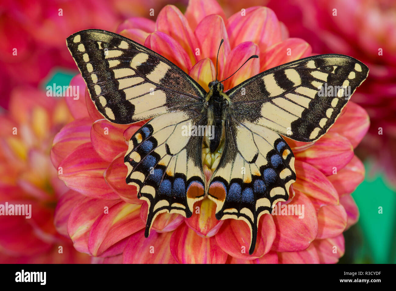 Old World Swallowtail butterfly, Papilio Machaon resting on colorful Dahlias Stock Photo