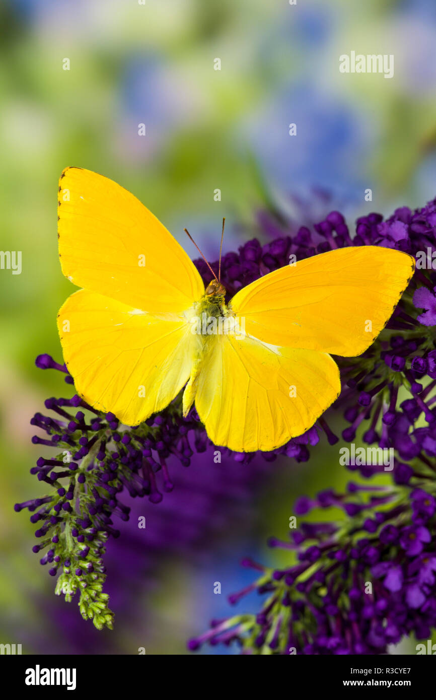 Yellow Sulfur Butterfly, Phoebis argante on purple butterfly bush Stock