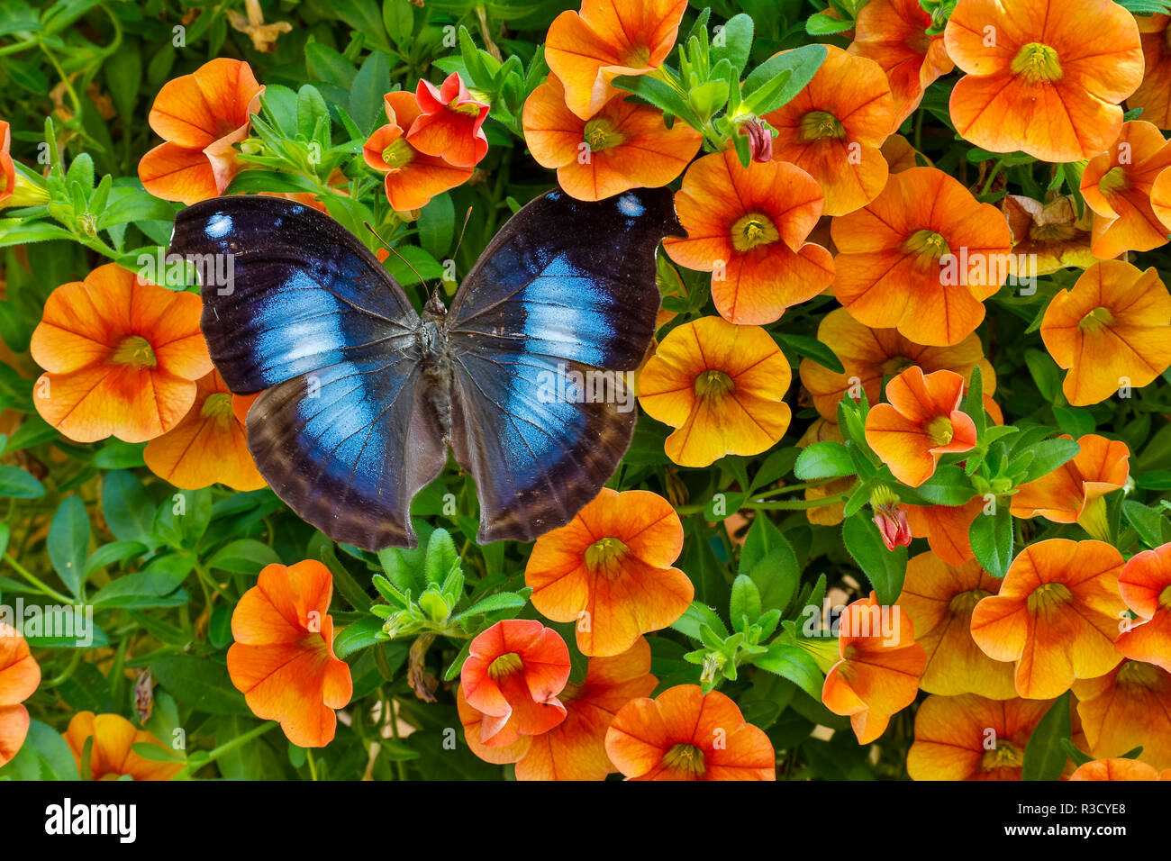 Blue Hookwing Butterfly, Napeocles jucunda on flowering million bells. Stock Photo