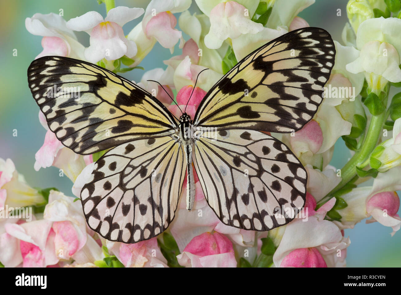 Paper Kite Butterfly, Idea leuconoe on flowering pink snapdragons Stock