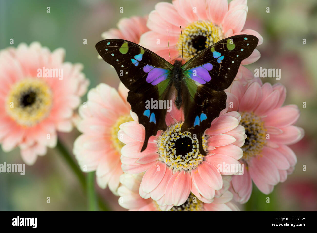 Butterfly Graphium weiski, the purple-spotted Swallowtail on pink Gerber daisies Stock Photo