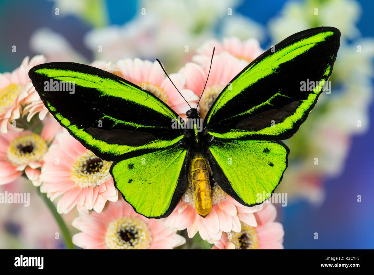 Male tropical butterfly Ornithoptera a Birdwing butterfly on Pink Gerber Daisy Stock Photo