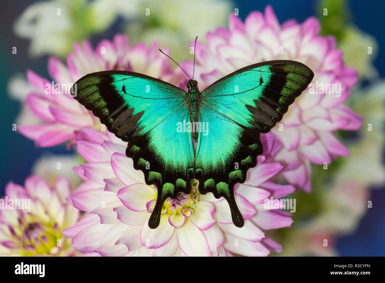 Tropical Swallowtail Butterfly, Papilio larquinianus on pink and white Dahlia Stock Photo