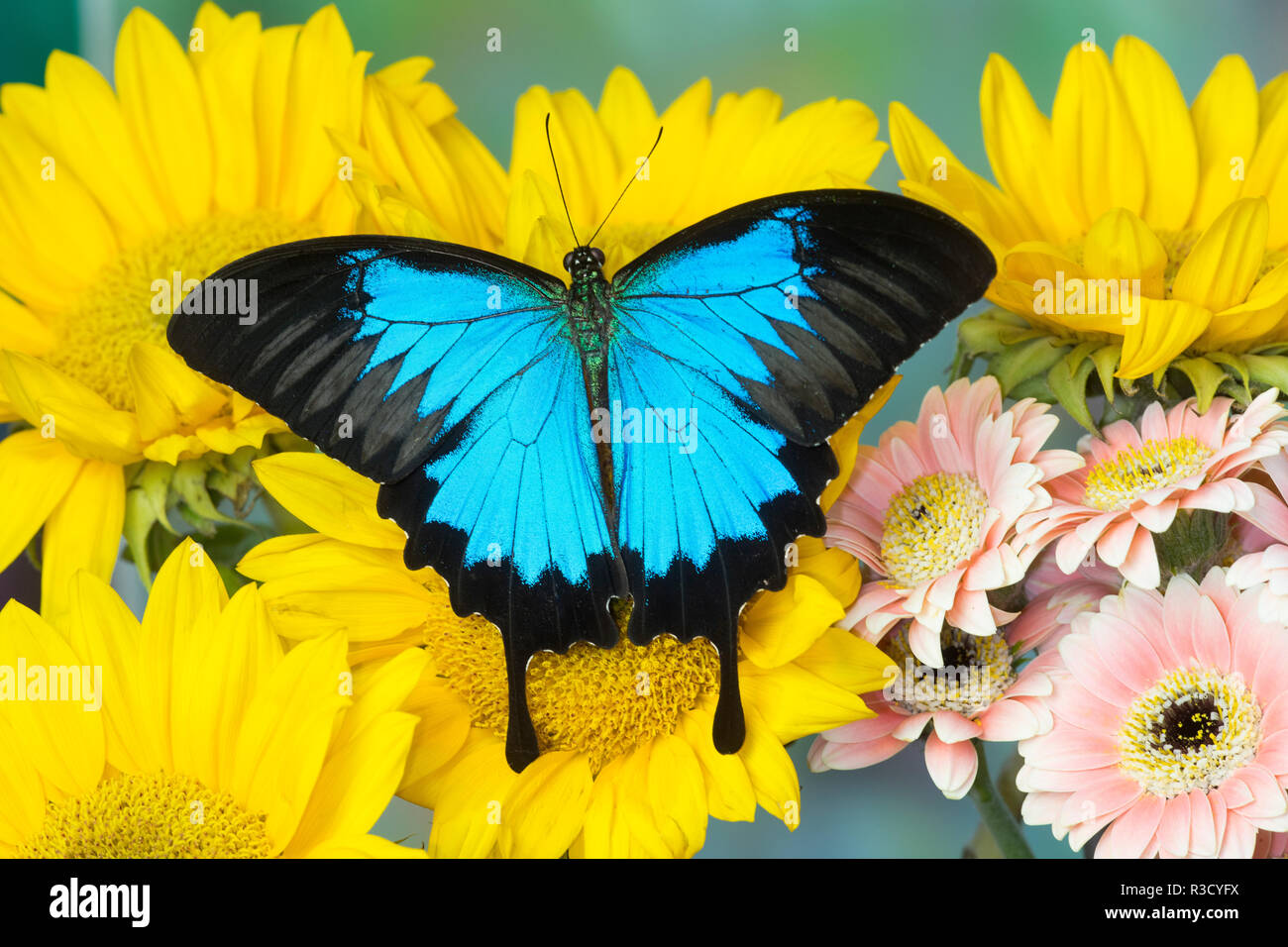 The blue mountain swallowtail butterfly, Papilio Ulysses Stock Photo