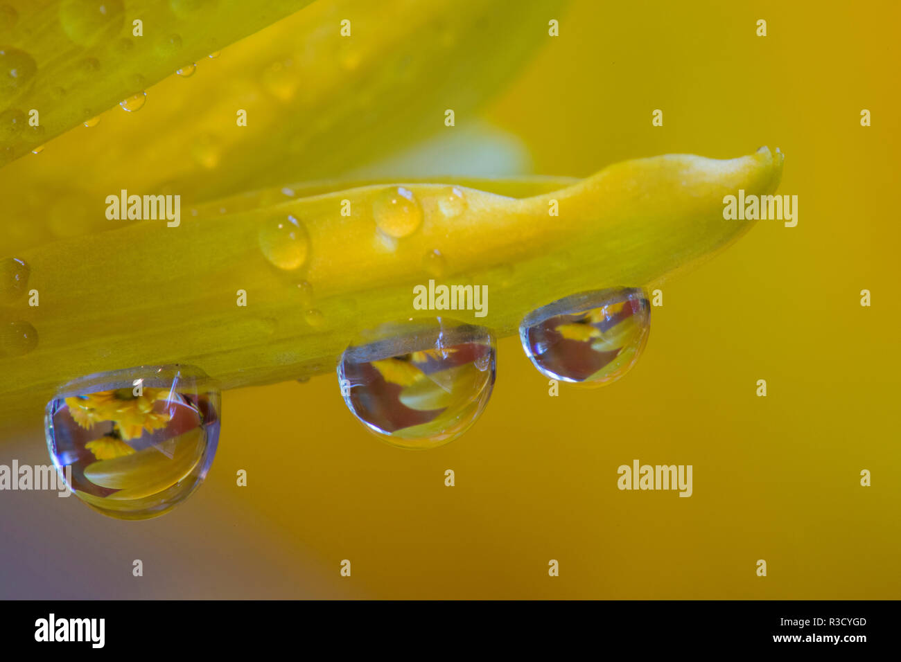 Dew reflecting flowers macro image on yellow Mums Stock Photo