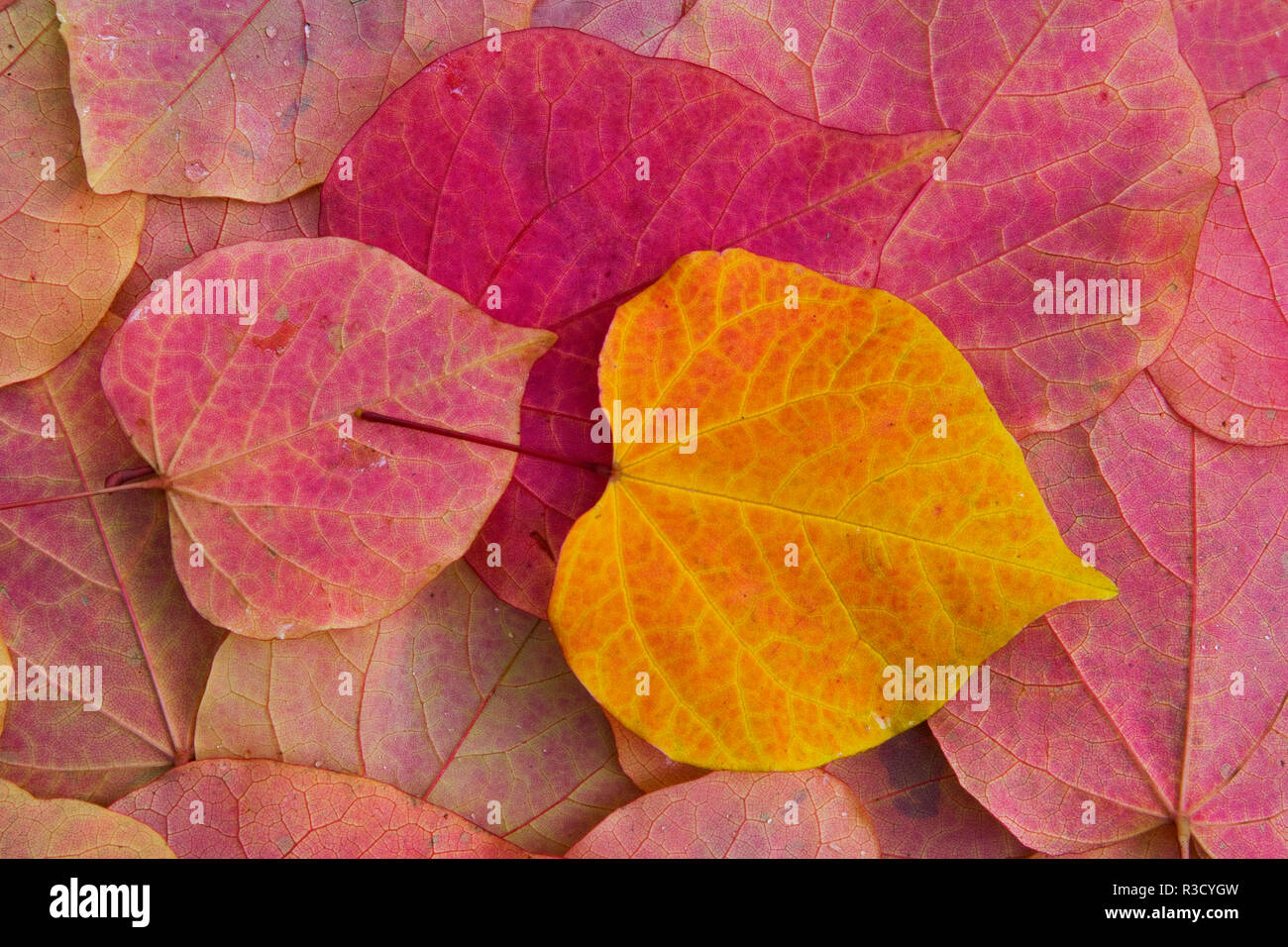 Pattern of fallen Rosebud leaves with Autumn colors Stock Photo