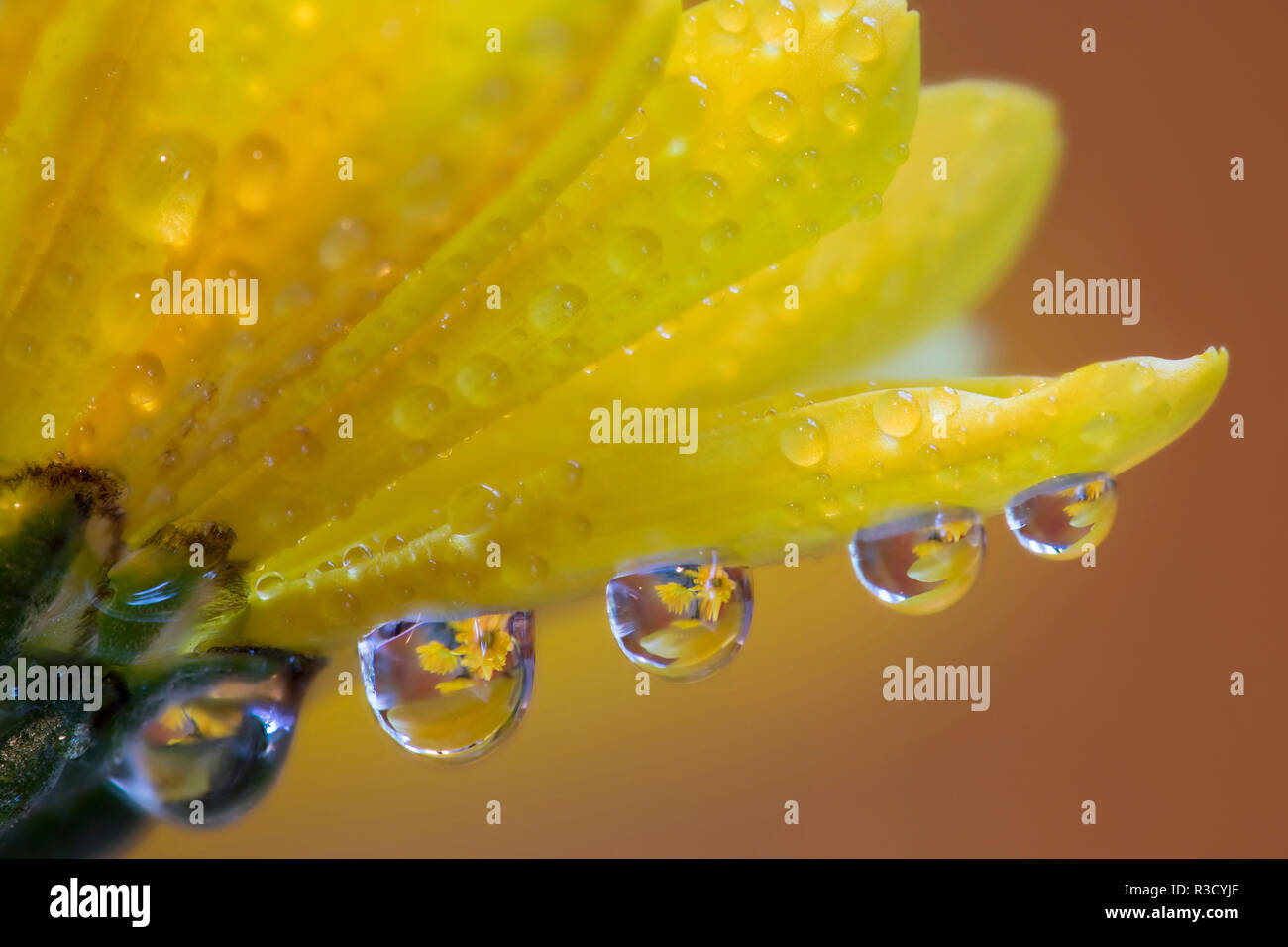 Dew drops reflecting flowers macro image on yellow Mums Stock Photo