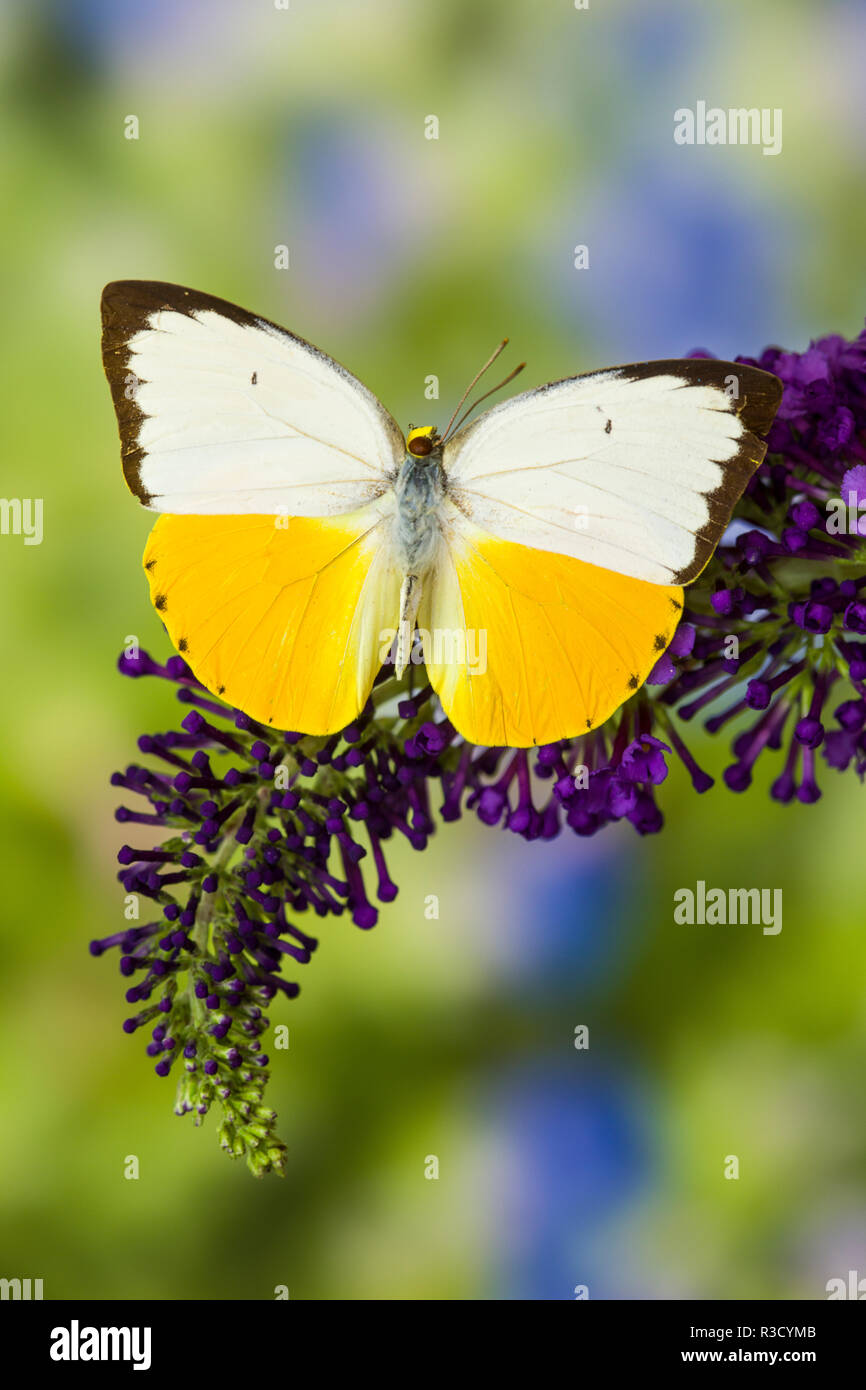 White and Yellow butterfly in the Pieridae family on purple Butterfly Bush Stock Photo