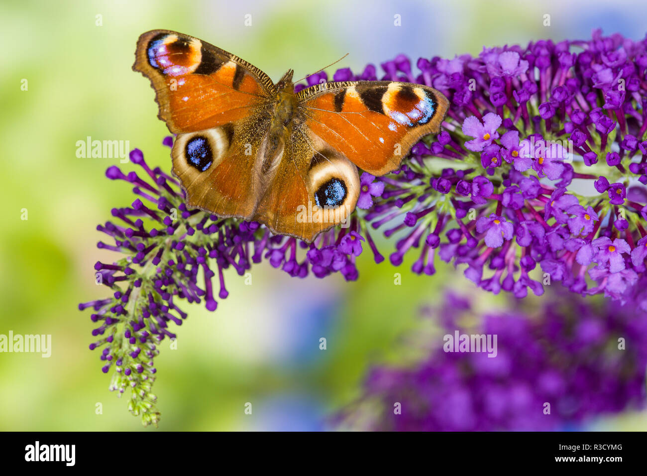 Peacock butterfly, Inachis io resting on colorful purple Butterfly Bush Stock Photo