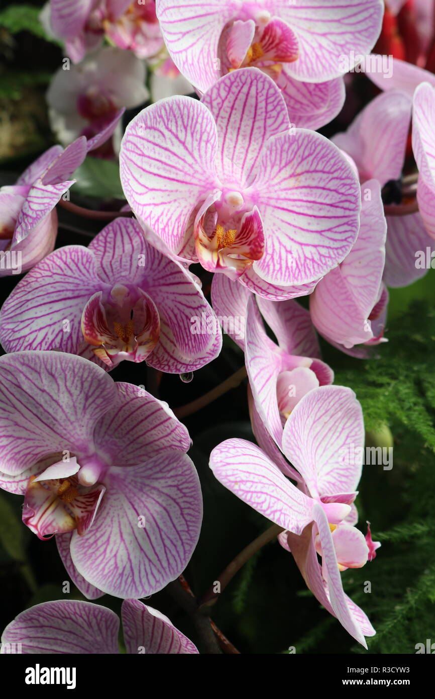 Stunning orchids hi-res stock photography and images - Alamy