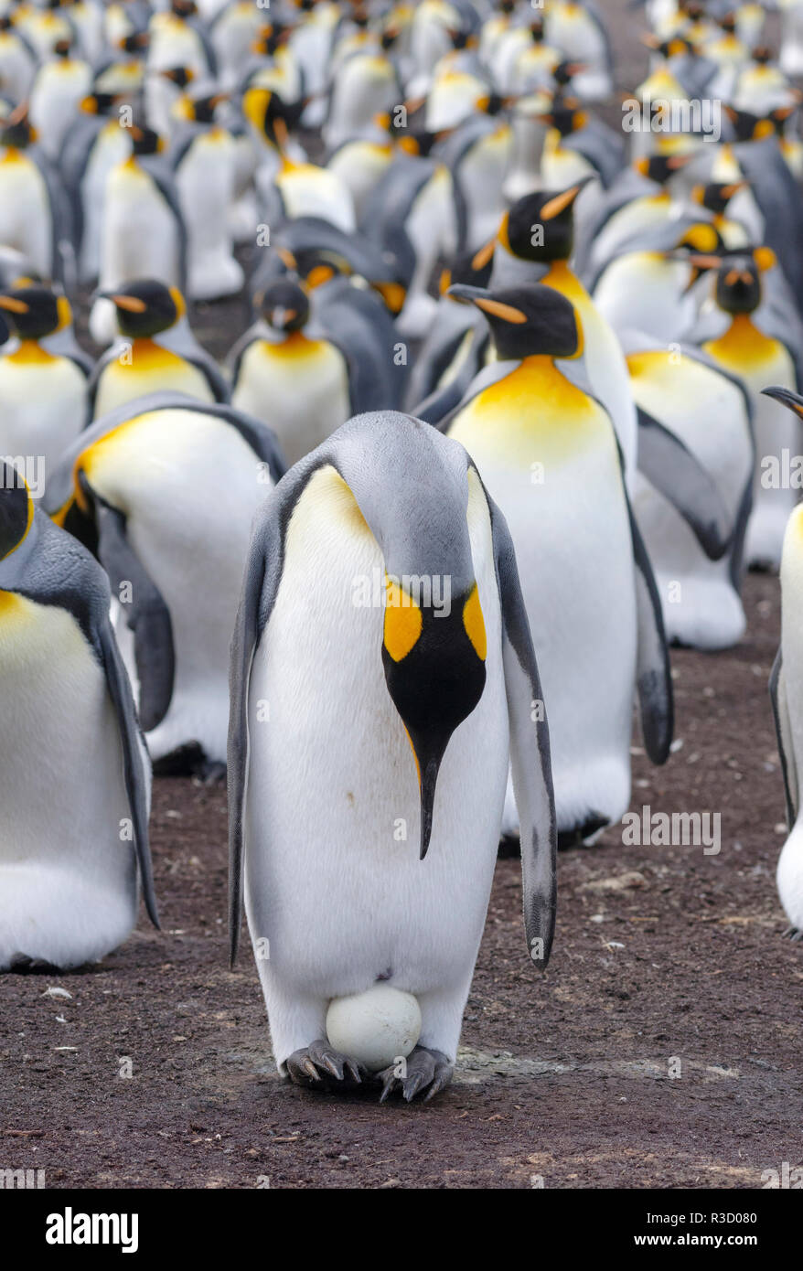 Penguin Feet Black High Resolution Stock Photography and Images - Alamy