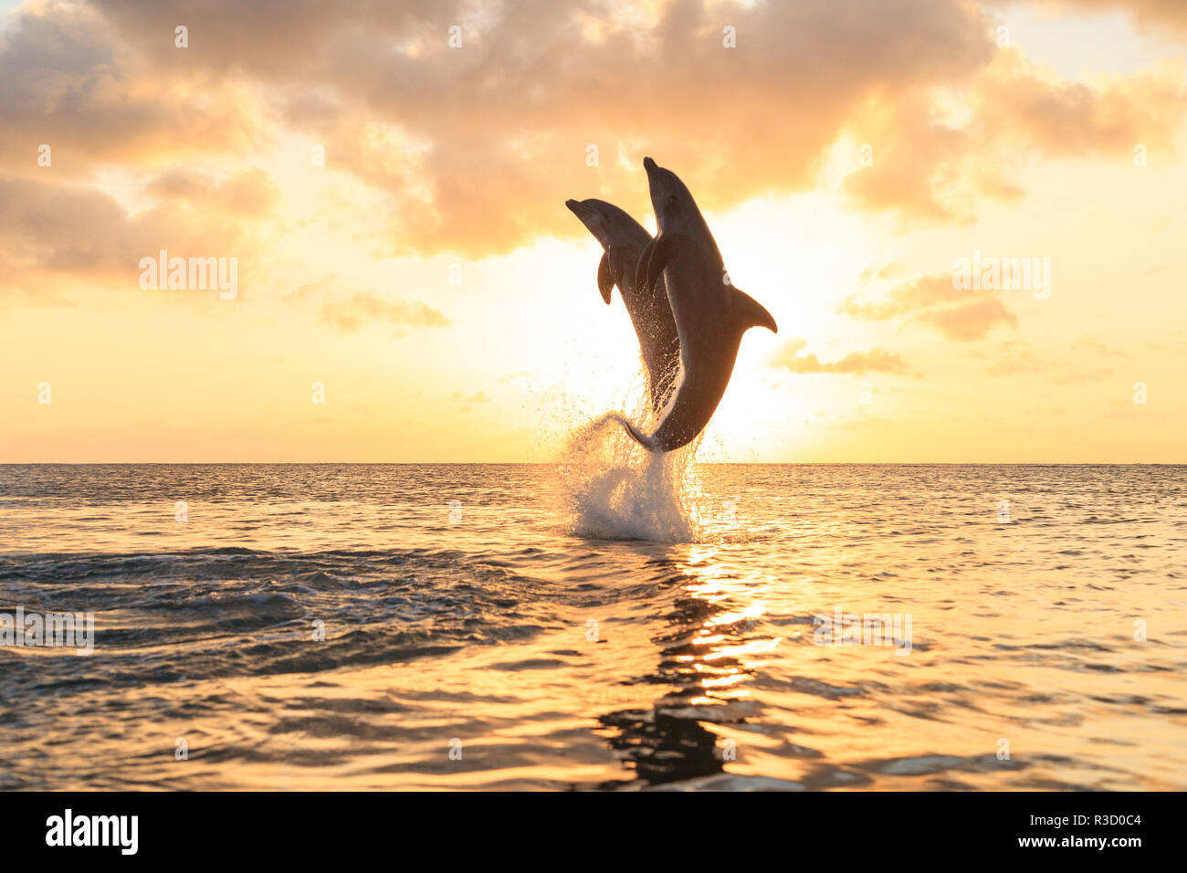 Bottlenose Dolphins (Tursiops truncatus) Caribbean Sea, Roatan, Bay Islands, Honduras Stock Photo