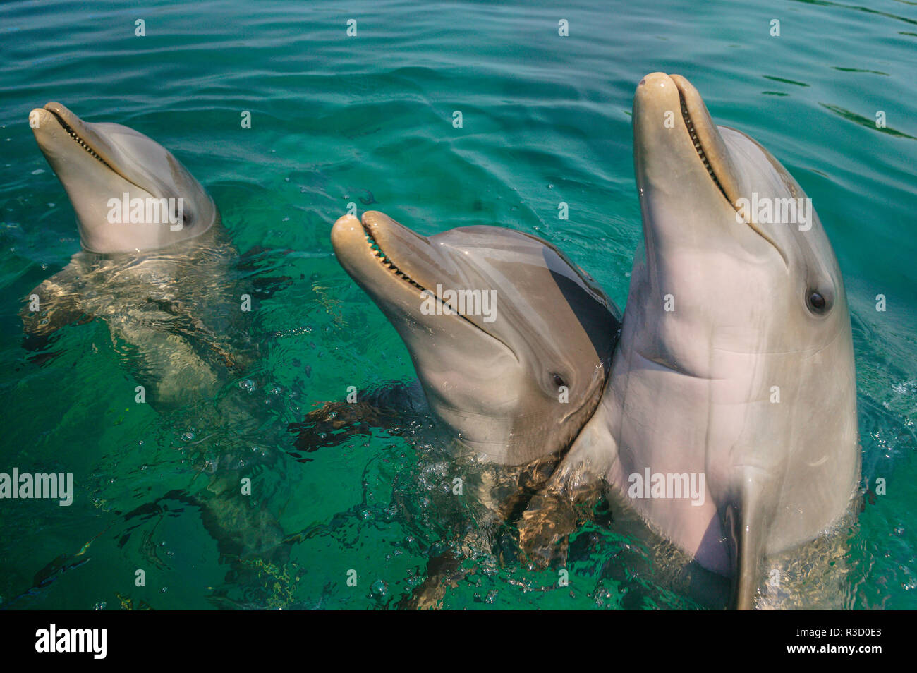 Bottlenose Dolphins (Tursiops truncatus) Caribbean Sea, near Roatan ...