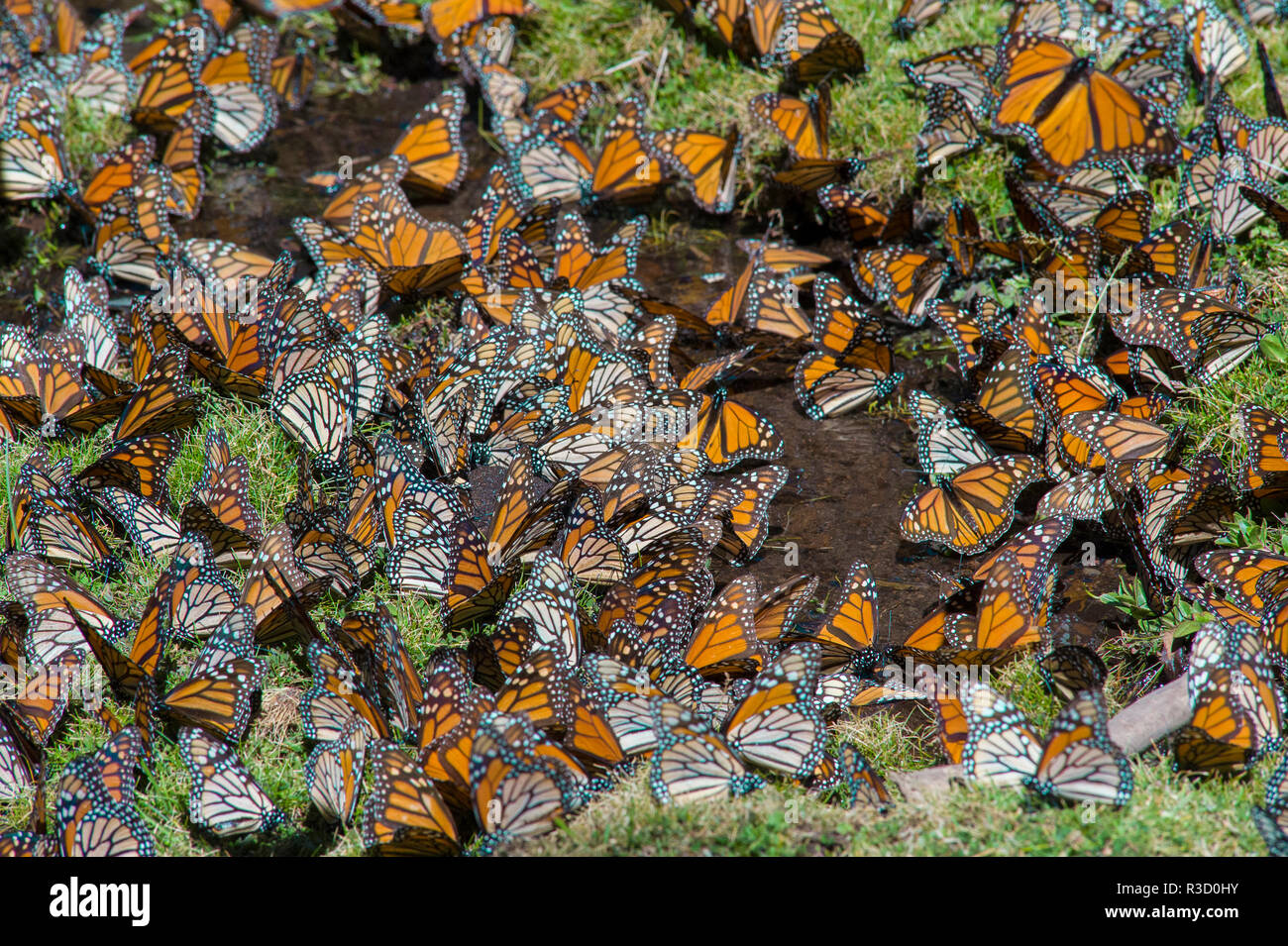 El Rosario Butterfly Reserve, Mexico Stock Photo
