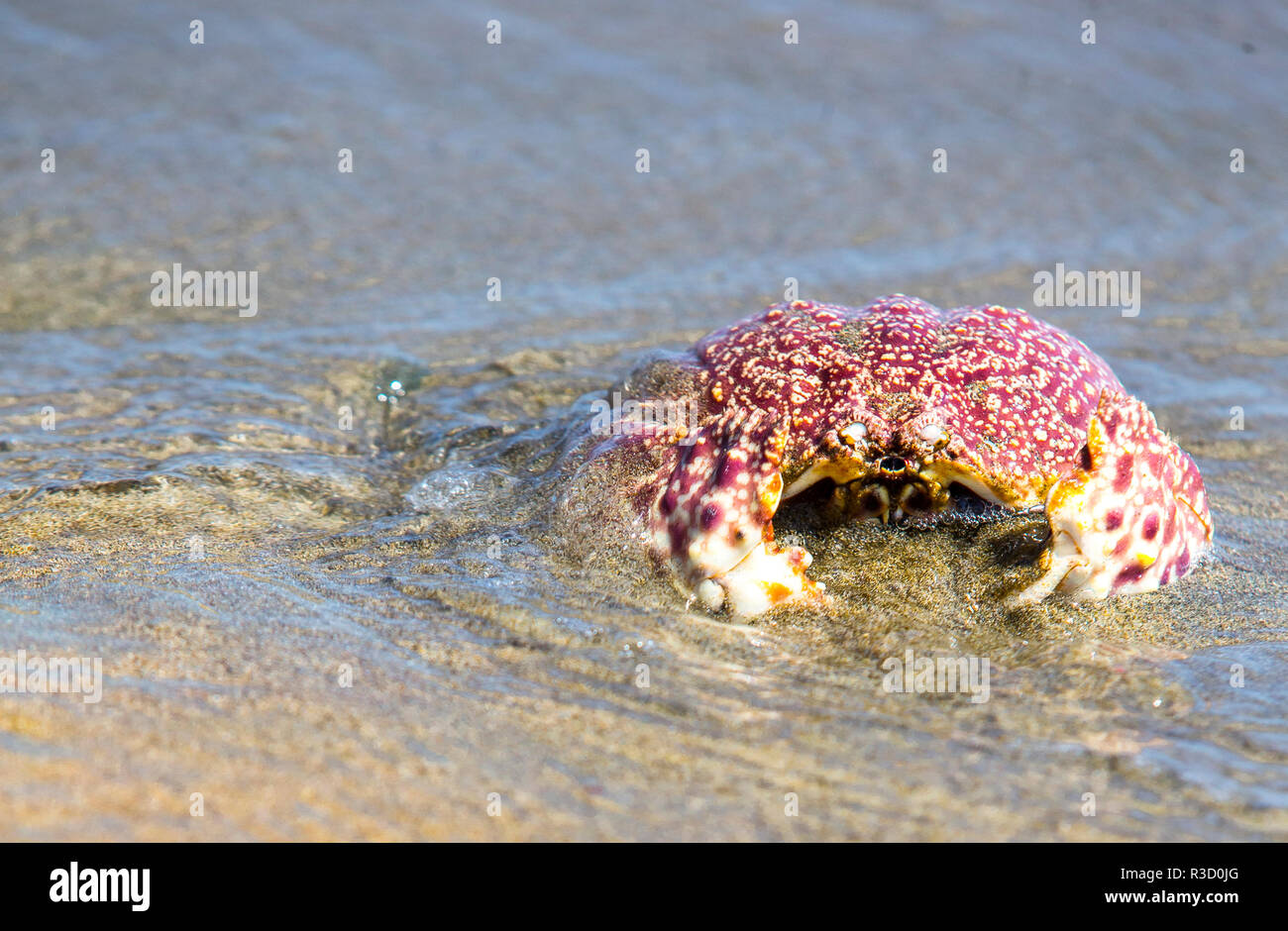 Baja, Sea of Cortez, Gulf of California, Mexico. Magdalena Beach. Close-up of a Box Crab. Stock Photo