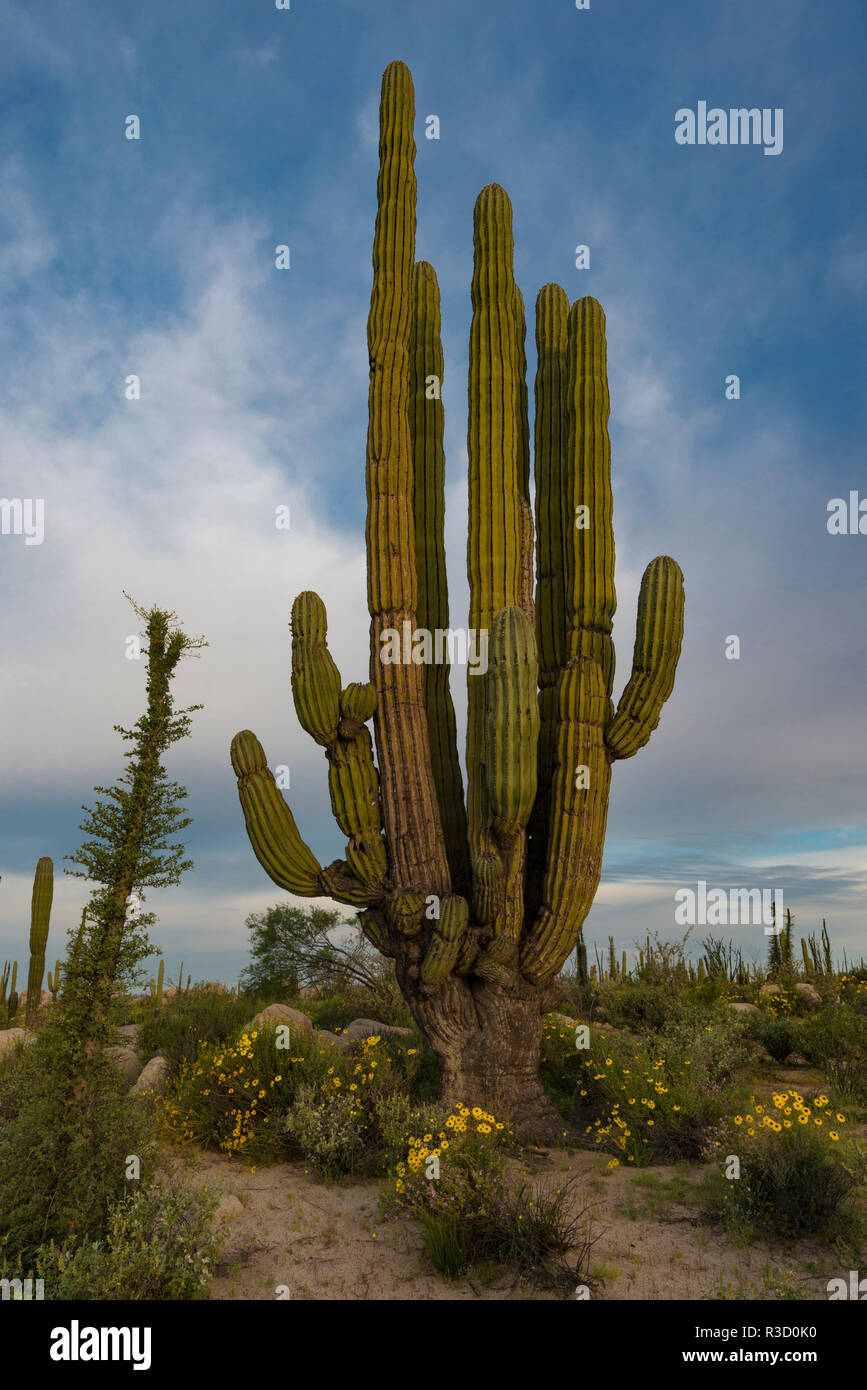Baja California, Mexico. Early morning light on Boojum Tree and Cardon ...