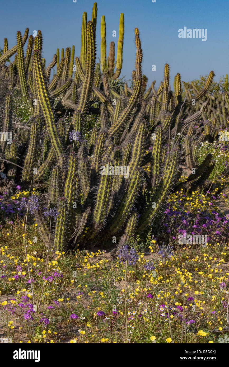 Baja California, Mexico. Wildflowers carpeting the desert floor and galloping cactus (Machaerocereus gummosus) Stock Photo