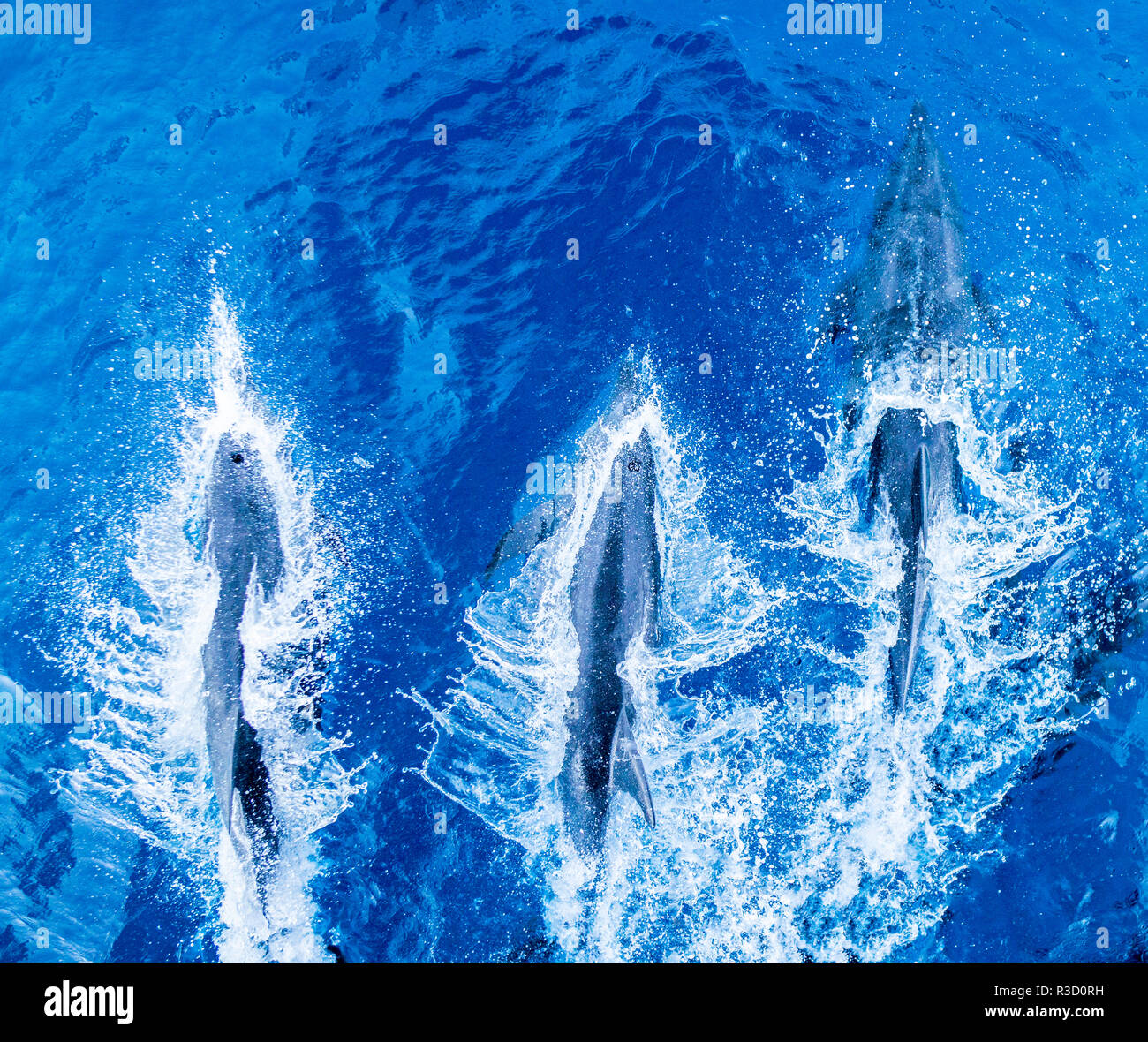 Sea of cortez dolphins hires stock photography and images Alamy