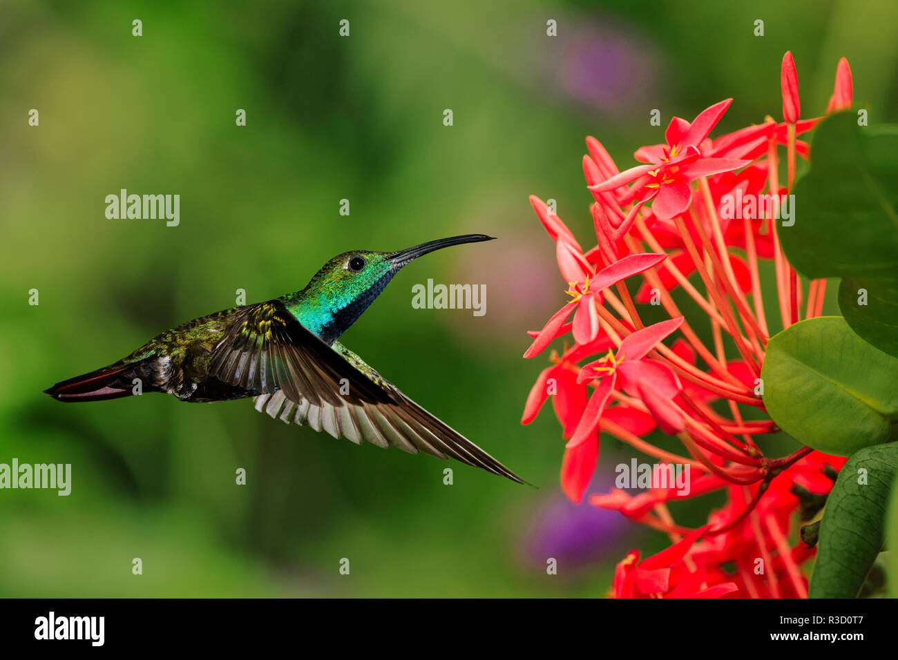 Green-breasted Mango hummingbird, Costa Rica Stock Photo