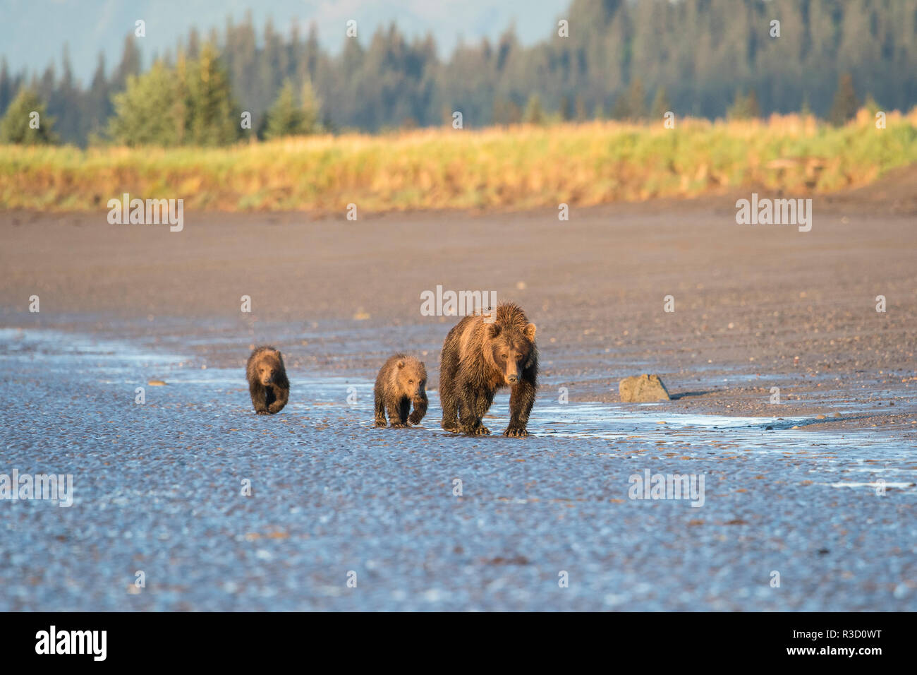 A mother brown bear (Ursus Arctos) walks with her two cubs along the tidal edge of the ocean in Lake Clark National Park, Alaska. Stock Photo