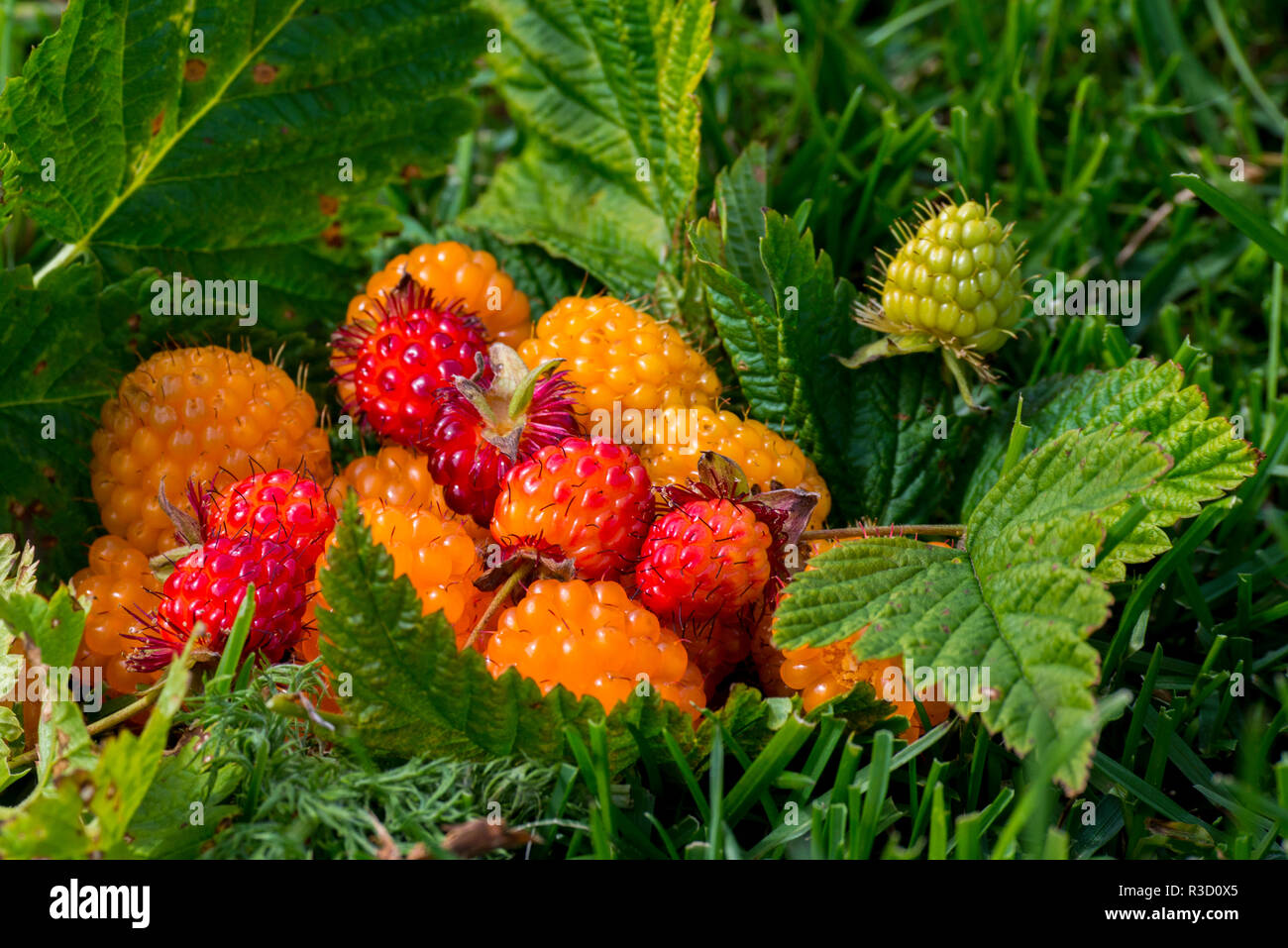 Alaska. Wild golden and red salmonberries (Rubus spectabilis Stock Photo Alamy