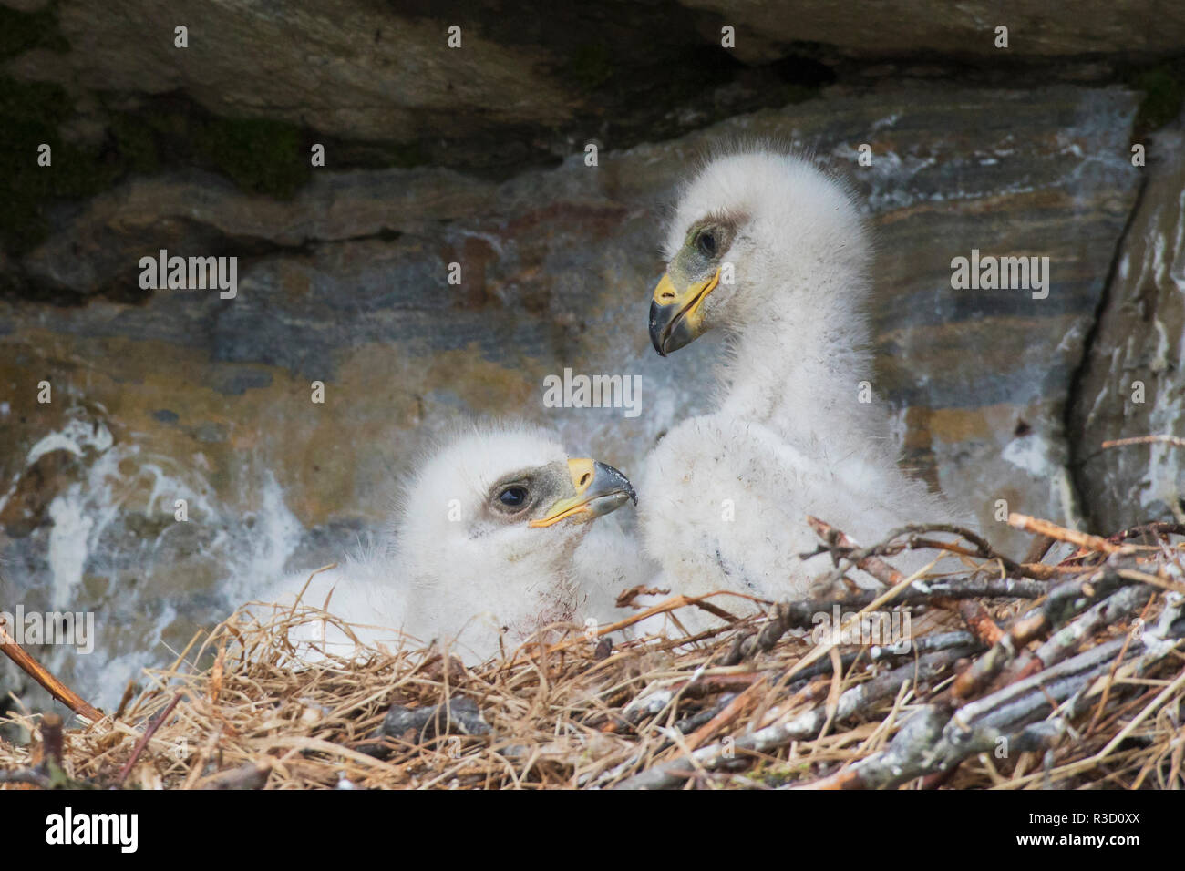 Golden Eagle chicks Stock Photo