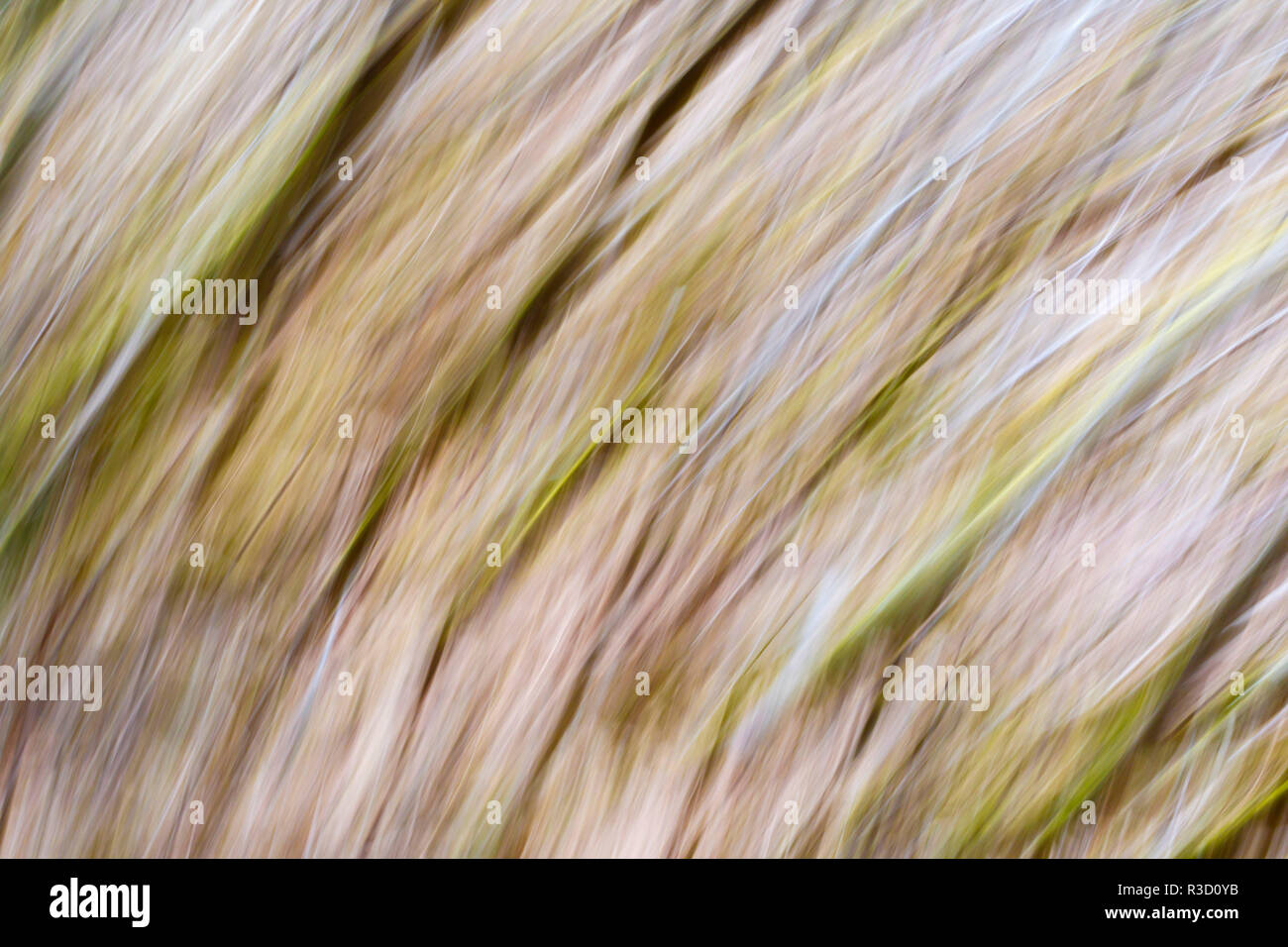 USA, Alaska. Intentional camera blur of bushes. Stock Photo