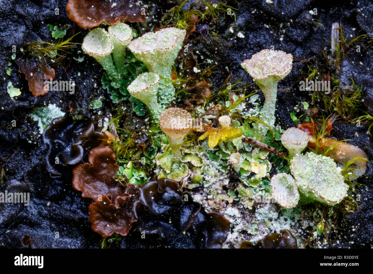 USA, Alaska. Close-up of lichen and moss on a boulder. Stock Photo