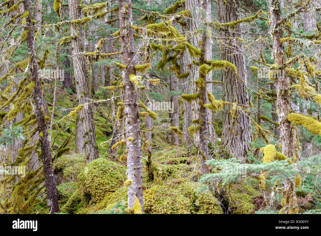 USA, Alaska. Northern rainforest Stock Photo