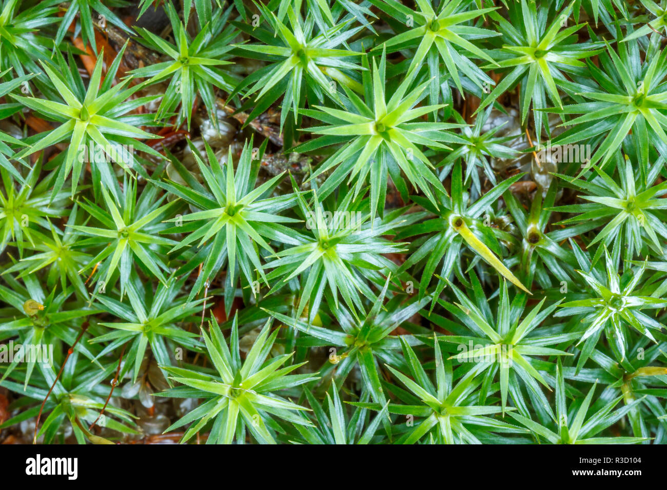 USA, Alaska. Top view of a mat of star shape moss, Pogonatum contortum, near Juneau. Stock Photo